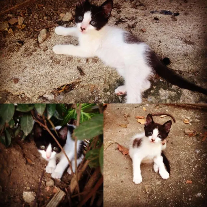 Gato ra a  idade 2 a 6 meses nome 5 FILHOTES