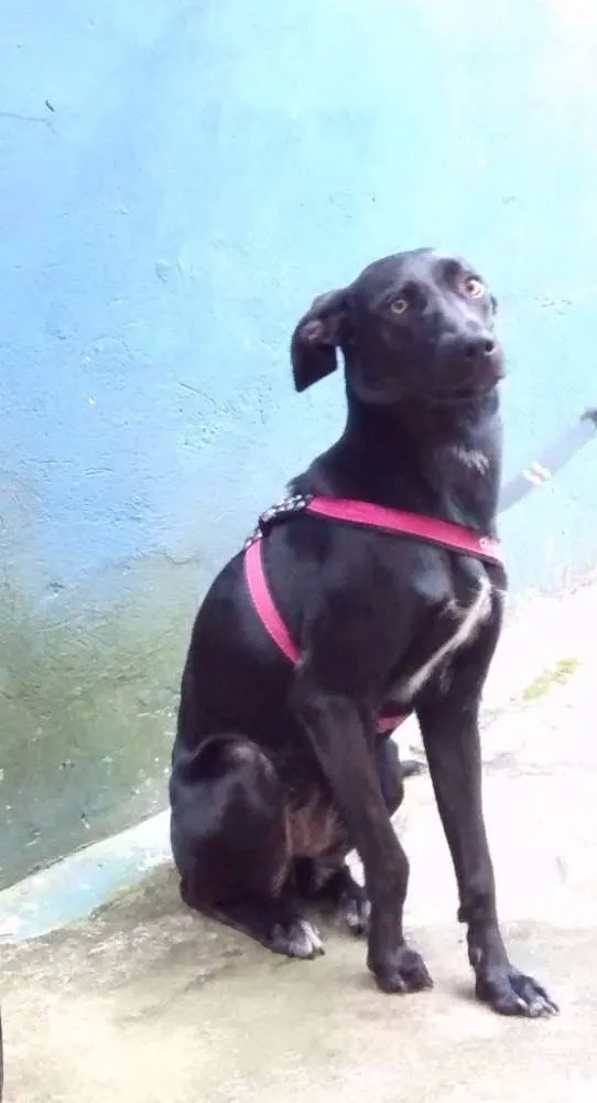 Cachorro ra a Vira-lata idade 1 ano nome Mallu