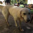 BASTER