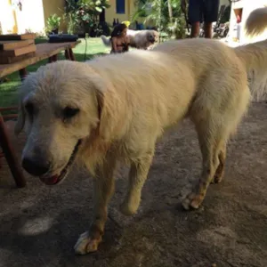 Cachorro raça SRD idade 1 ano nome BASTER