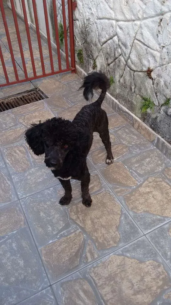 Cachorro ra a Poodle idade 1 ano nome Adote Pingo