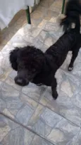 Adote Pingo