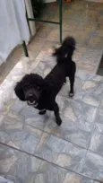 Adote Pingo