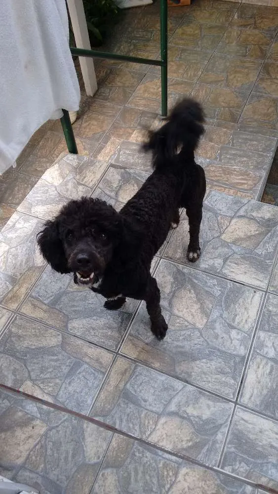 Cachorro ra a Poodle idade 1 ano nome Adote Pingo