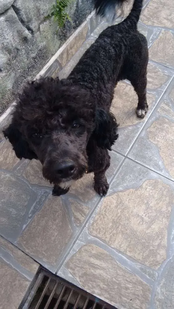 Cachorro ra a Poodle idade 1 ano nome Adote Pingo