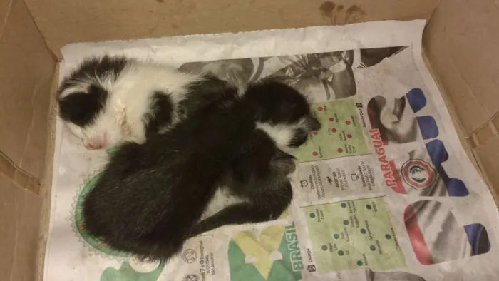 Gato raça viralatas idade Abaixo de 2 meses nome não tem