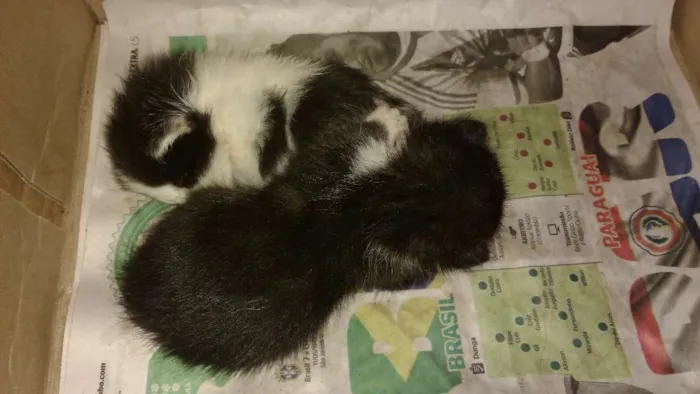 Gato raça viralatas idade Abaixo de 2 meses nome não tem