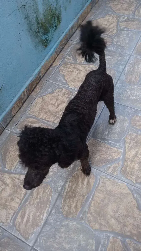 Cachorro ra a Poodle idade 1 ano nome Adote Pingo