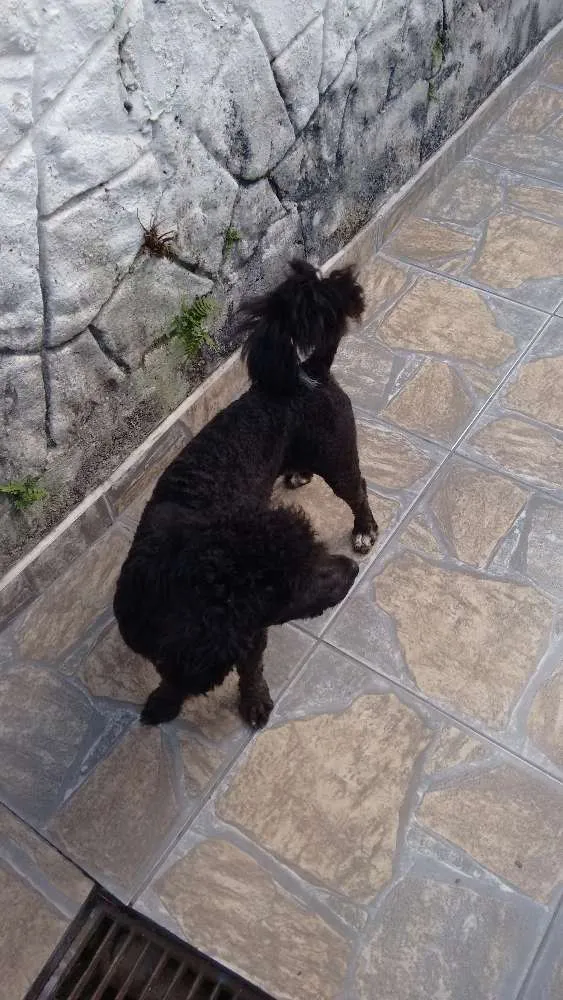 Cachorro ra a Poodle idade 1 ano nome Adote Pingo