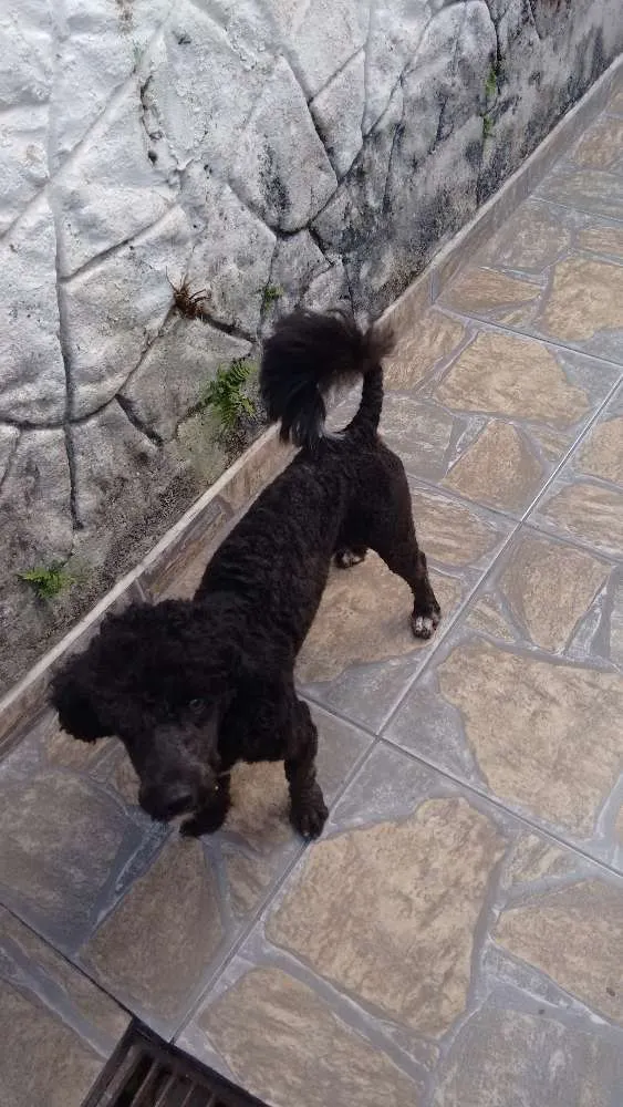 Cachorro ra a Poodle idade 1 ano nome Adote Pingo