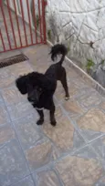 Adote Pingo