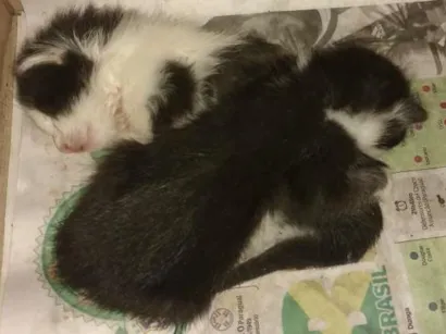 Gato raça viralatas idade Abaixo de 2 meses nome não tem
