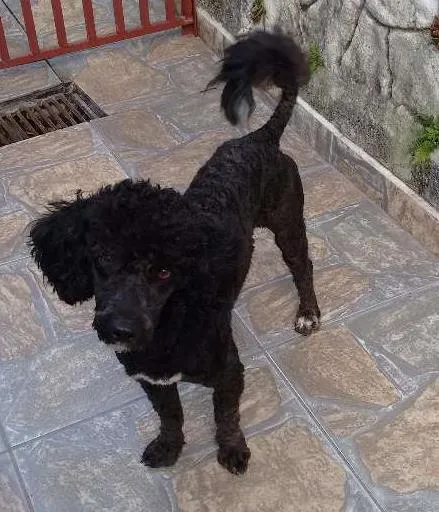 Cachorro ra a Poodle idade 1 ano nome Adote Pingo