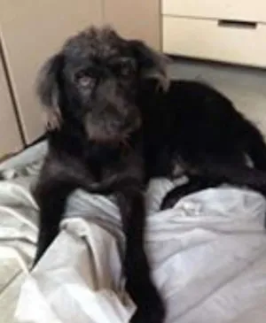Cachorro raça SRD idade 4 anos nome Alicate
