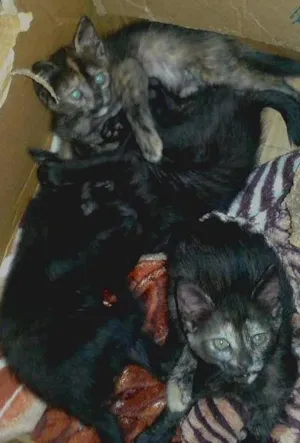 Gato raça  idade 2 a 6 meses nome steve,alex,maria e 