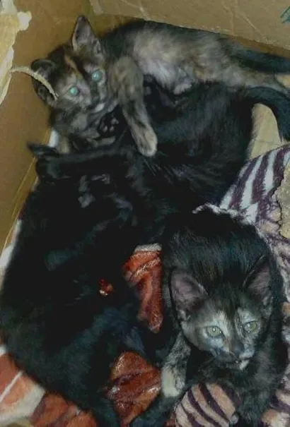 Gato raça  idade 2 a 6 meses nome steve,alex,maria e 