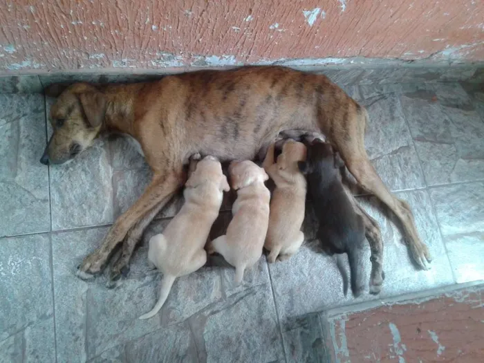 Cachorro raça Vira Latas idade 2 a 6 meses nome Sem nome