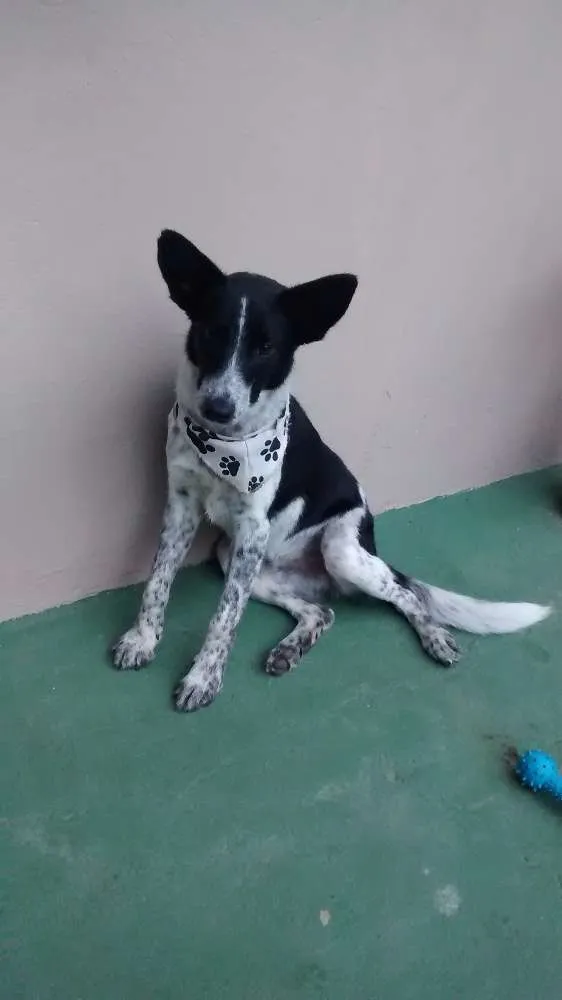 Cachorro ra a SRD idade 7 a 11 meses nome DARVIN