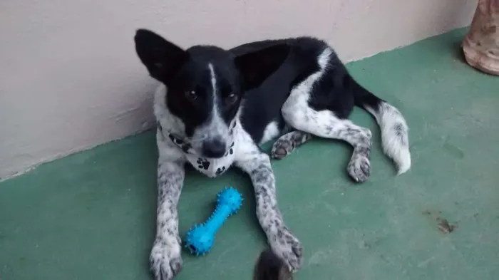 Cachorro ra a SRD idade 7 a 11 meses nome DARVIN