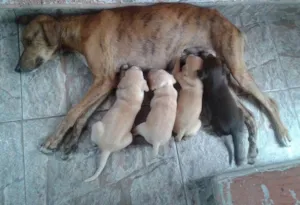 Cachorro raça Vira Latas idade 2 a 6 meses nome Sem nome