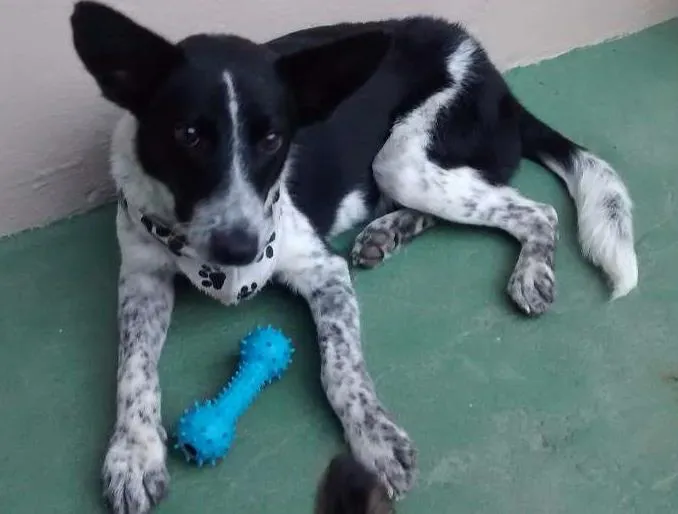 Cachorro ra a SRD idade 7 a 11 meses nome DARVIN