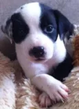 Lila