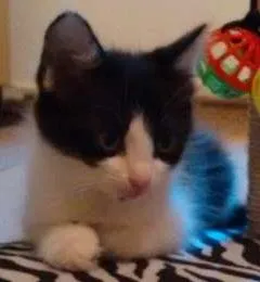 Gato ra a SRD idade 2 a 6 meses nome Adote Amora