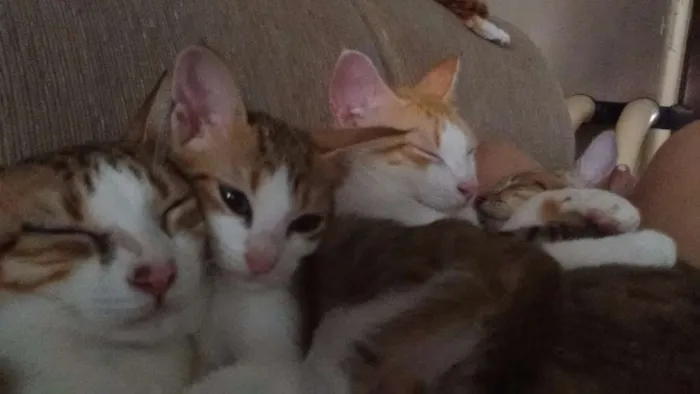 Gato ra a Sem raça definida idade Abaixo de 2 meses nome Ainda não tem