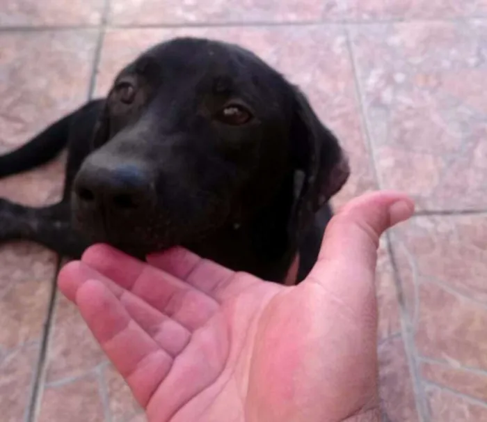 Cachorro ra a SRD idade 1 ano nome Vários 