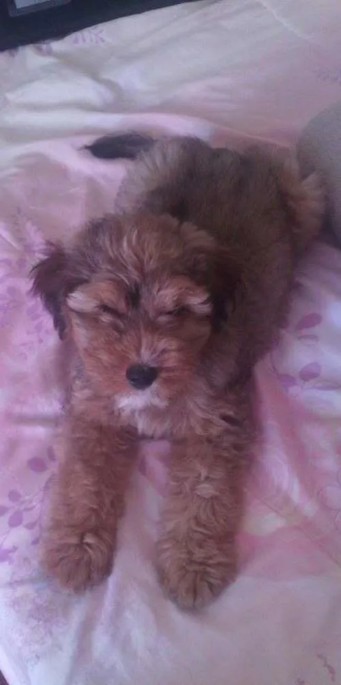 Cachorro ra a idade 2 a 6 meses nome Jovany
