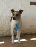 Léo