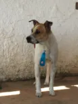Léo