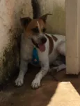 Léo