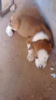 Baby