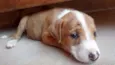 Baby