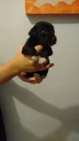 ADOTE