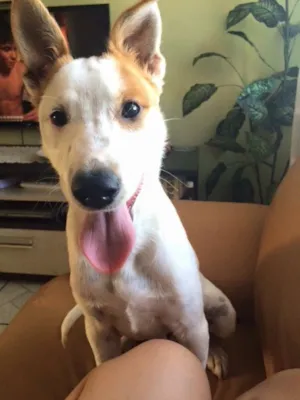 Cachorro raça Sem raça definida  idade 1 ano nome Spock