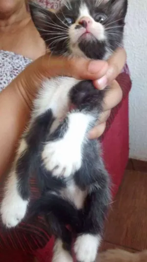 Gato raça vira lata  idade Abaixo de 2 meses nome Pretinha