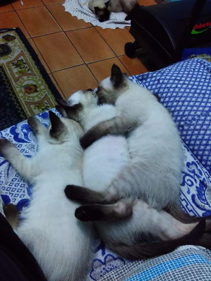 Gato ra a Siamês idade 2 a 6 meses nome Filhotes