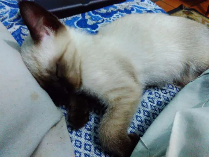 Gato ra a Siamês idade 2 a 6 meses nome Filhotes