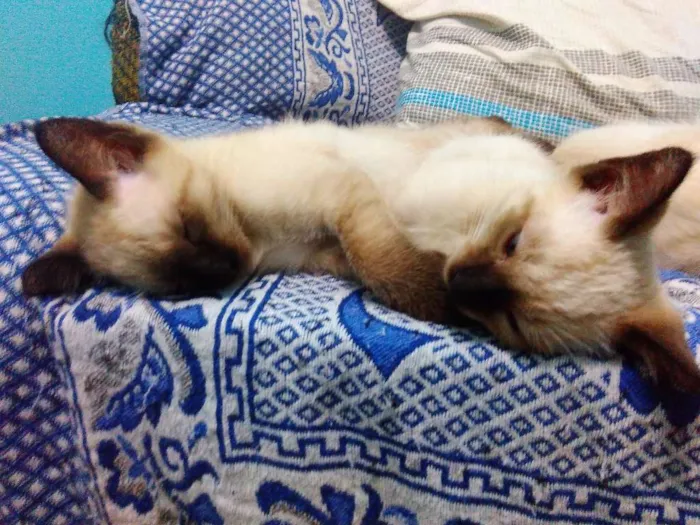 Gato ra a Siamês idade 2 a 6 meses nome Filhotes