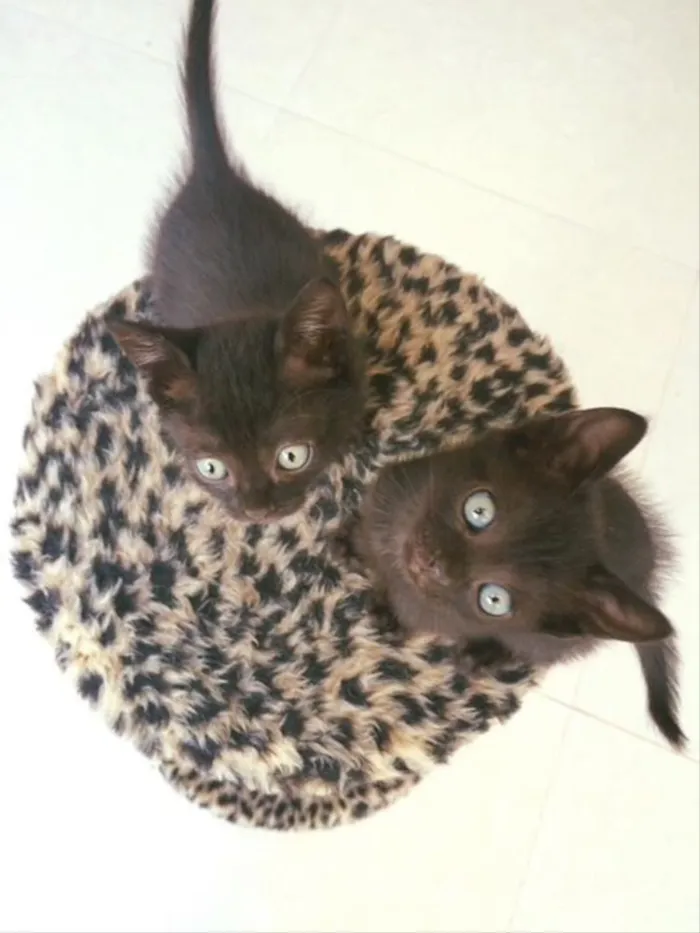Gato ra a Srd idade Abaixo de 2 meses nome Veludo e Camurça 