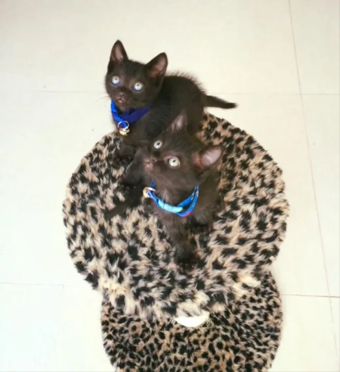 Gato ra a Srd idade Abaixo de 2 meses nome Veludo e Camurça 