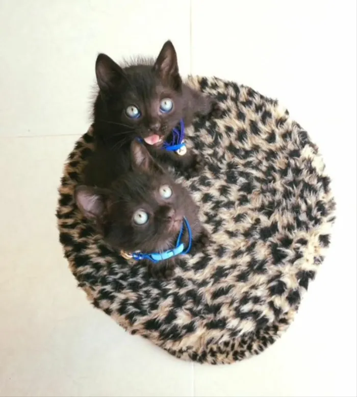 Gato ra a Srd idade Abaixo de 2 meses nome Veludo e Camurça 