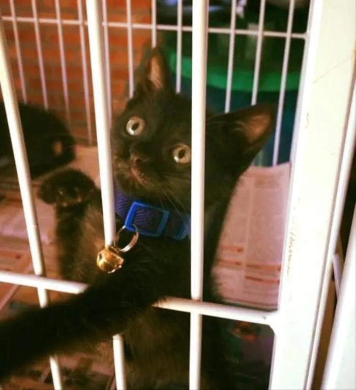Gato ra a Srd idade Abaixo de 2 meses nome Veludo e Camurça 