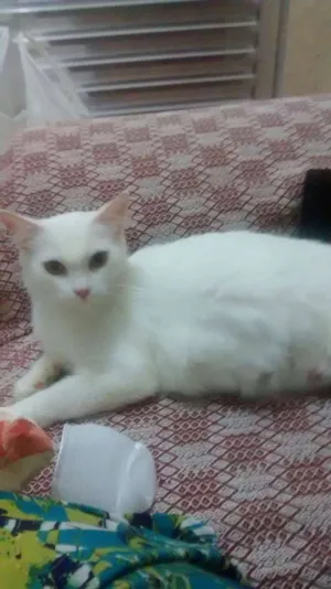 Gato raça ângora idade 1 ano nome Branca