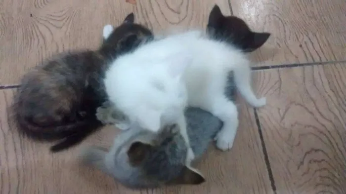 Gato raça ângora idade 1 ano nome Branca