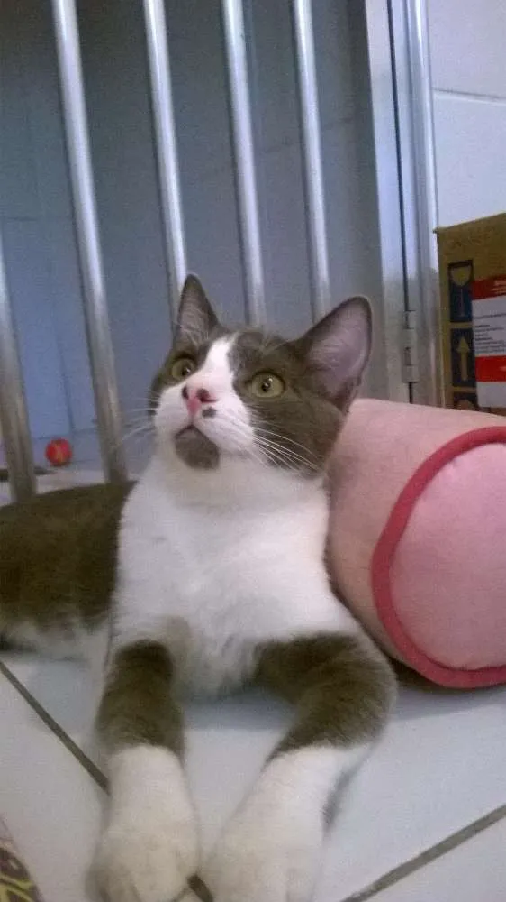 Gato ra a srd idade 2 a 6 meses nome Fini