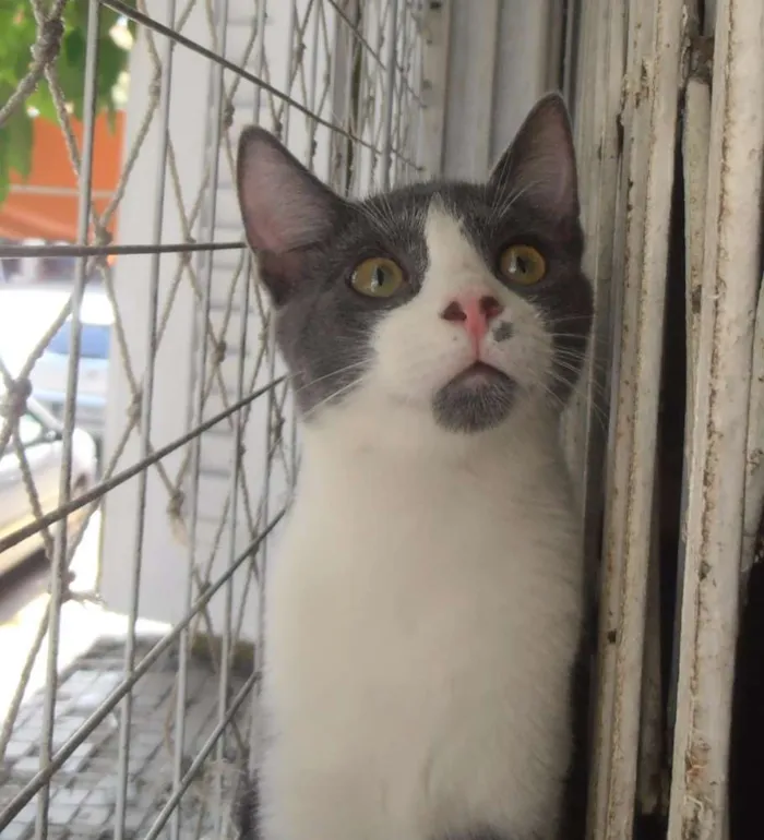 Gato ra a srd idade 2 a 6 meses nome Fini