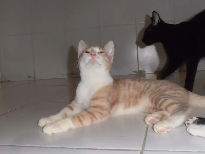 Gato ra a srd idade 2 a 6 meses nome Brulè